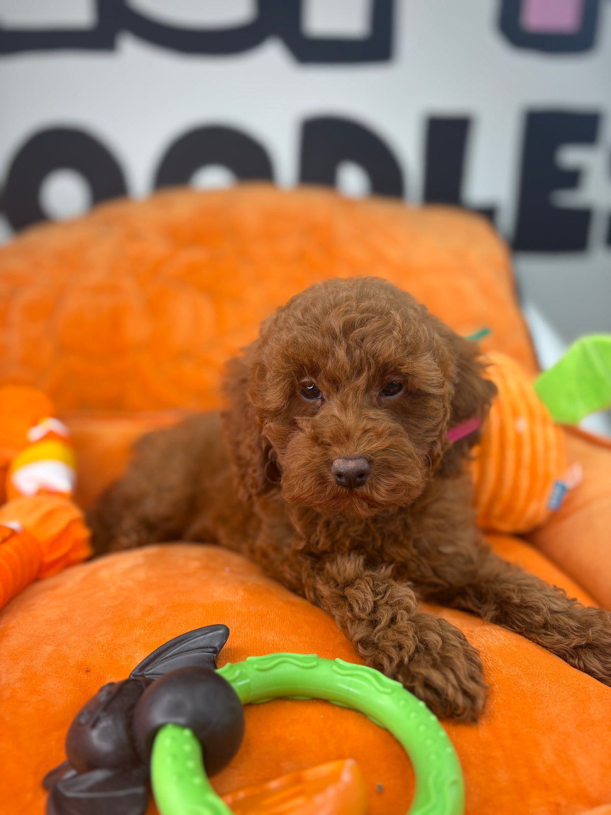 Dark Red Male Toy Poodle (Deposit Only, Please Read The Description Below‼️)