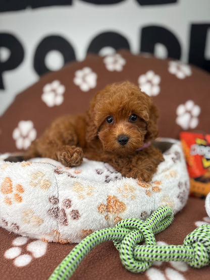 Red Female Teacup Poodle 🐩(Deposit Only ‼️ Please Read The DESCRIPTION Below‼️)