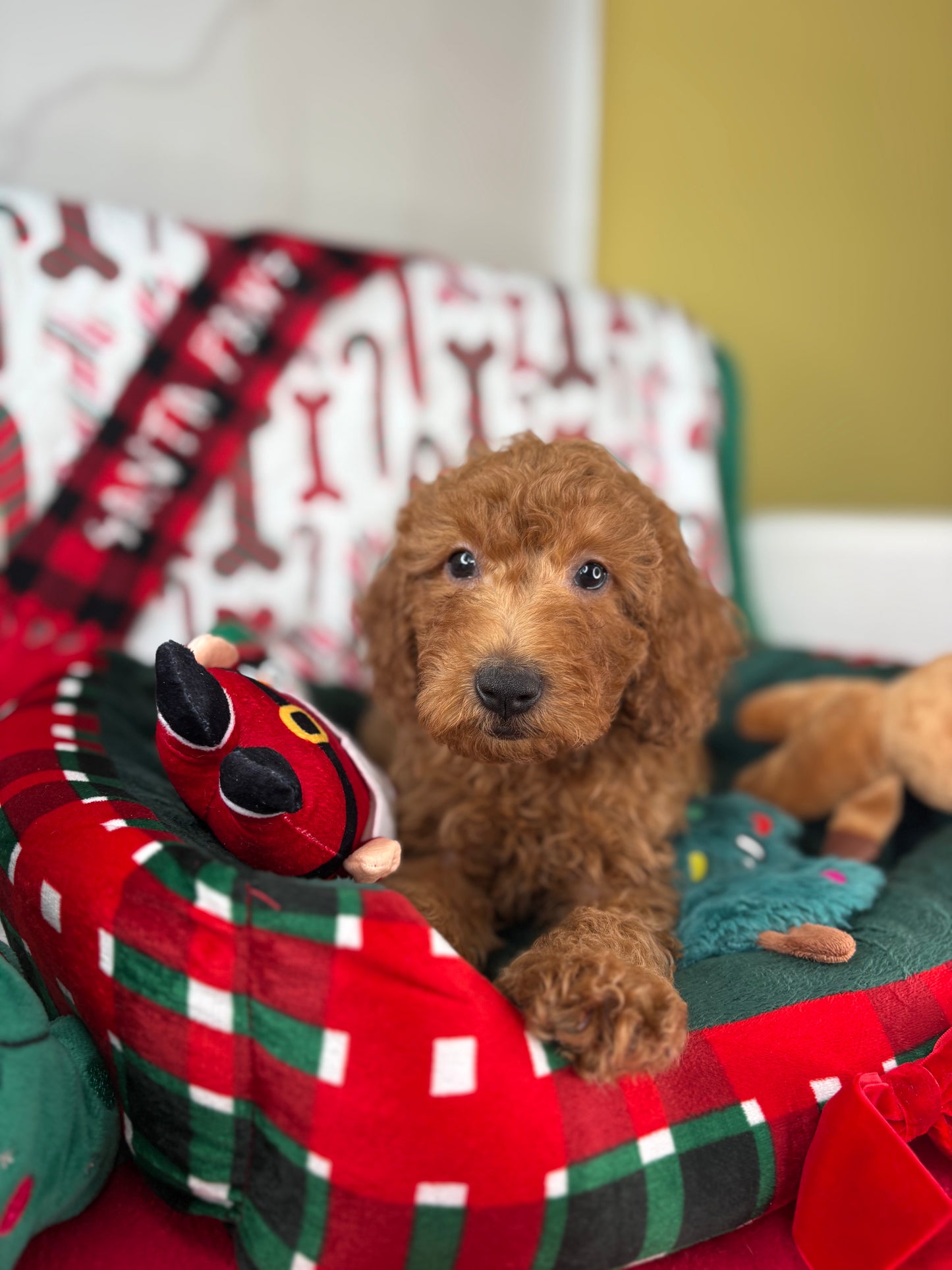 Red Male Miniature Poodle (Deposit Only ‼️ Please Read The DESCRIPTION Below‼️)