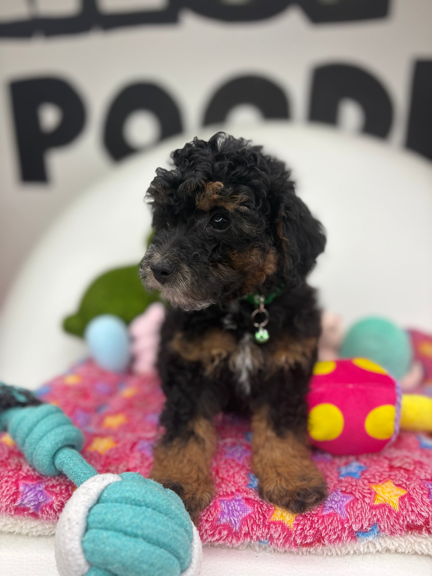 Red Phantom Male Toy Poodle (Deposit Only‼️Please Read The Description Below‼️)