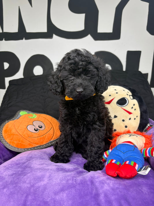 The Fanciest Black Male Toy Poodle 🐩 (Deposit Only ‼️ Please Read The Description Below ‼️)