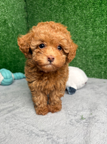 Zen The Micro Poodle 🐩 (Deposit Only ‼️Please Read The Description Below‼️)