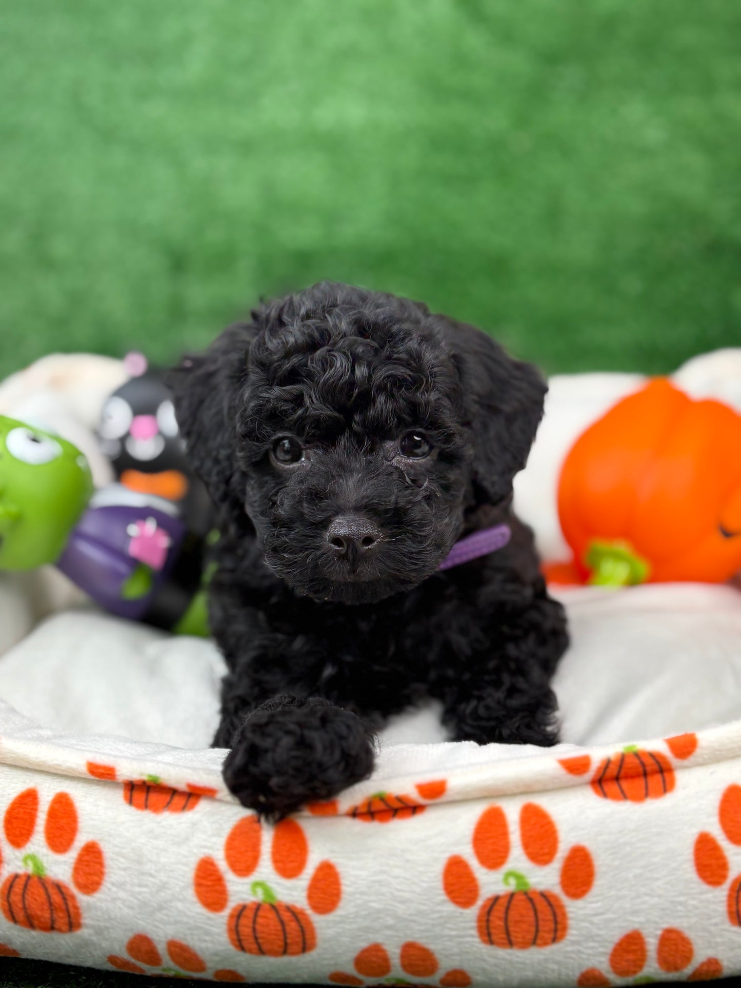 Black Female Toy Poodle ‼️(Deposit Only ‼️ Please Read The Description Below ‼️)