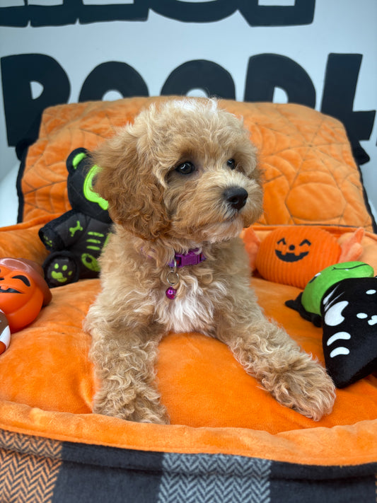 Apricot And White Male Miniature Poodle (Deposit Only ‼️ Please Read The DESCRIPTION Below‼️)