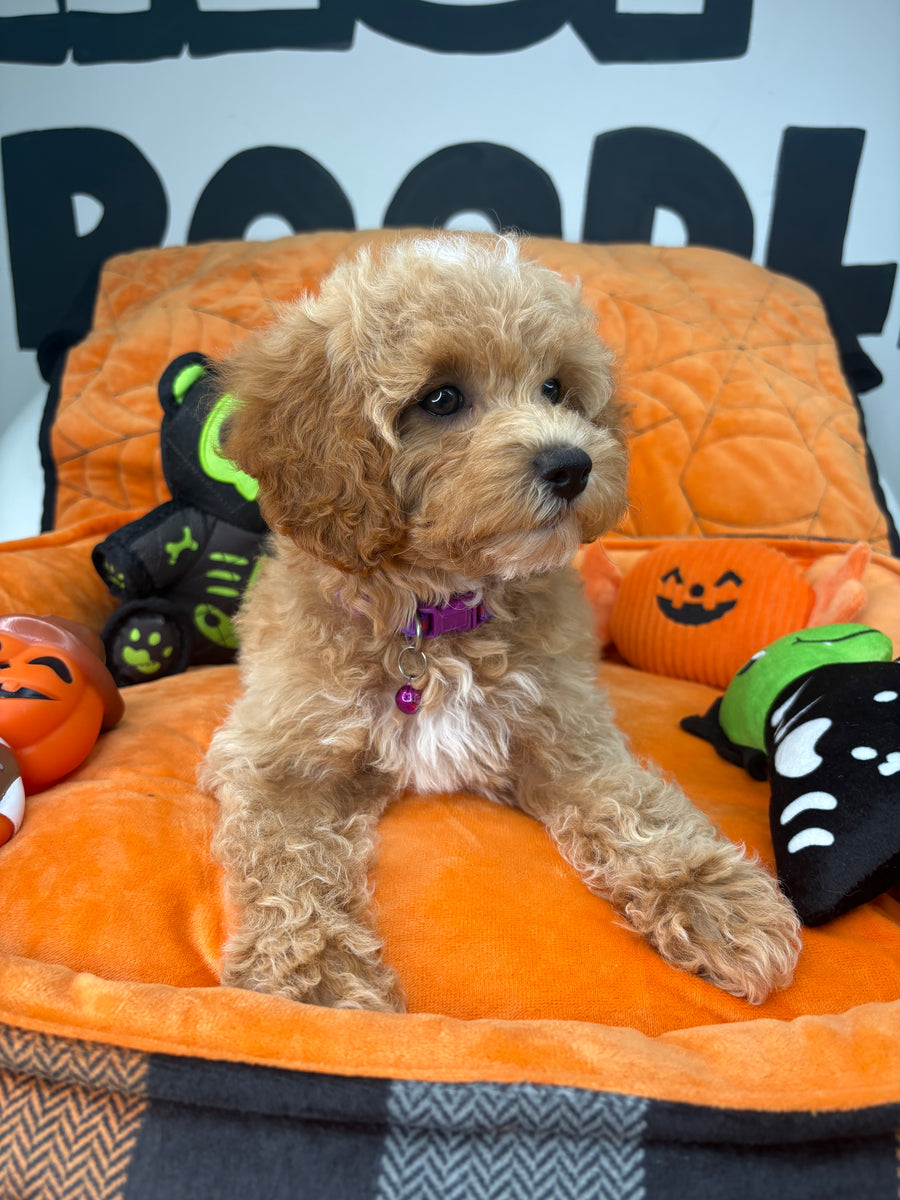 Apricot And White Male Miniature Poodle (Deposit Only ‼️ Please Read The DESCRIPTION Below‼️)