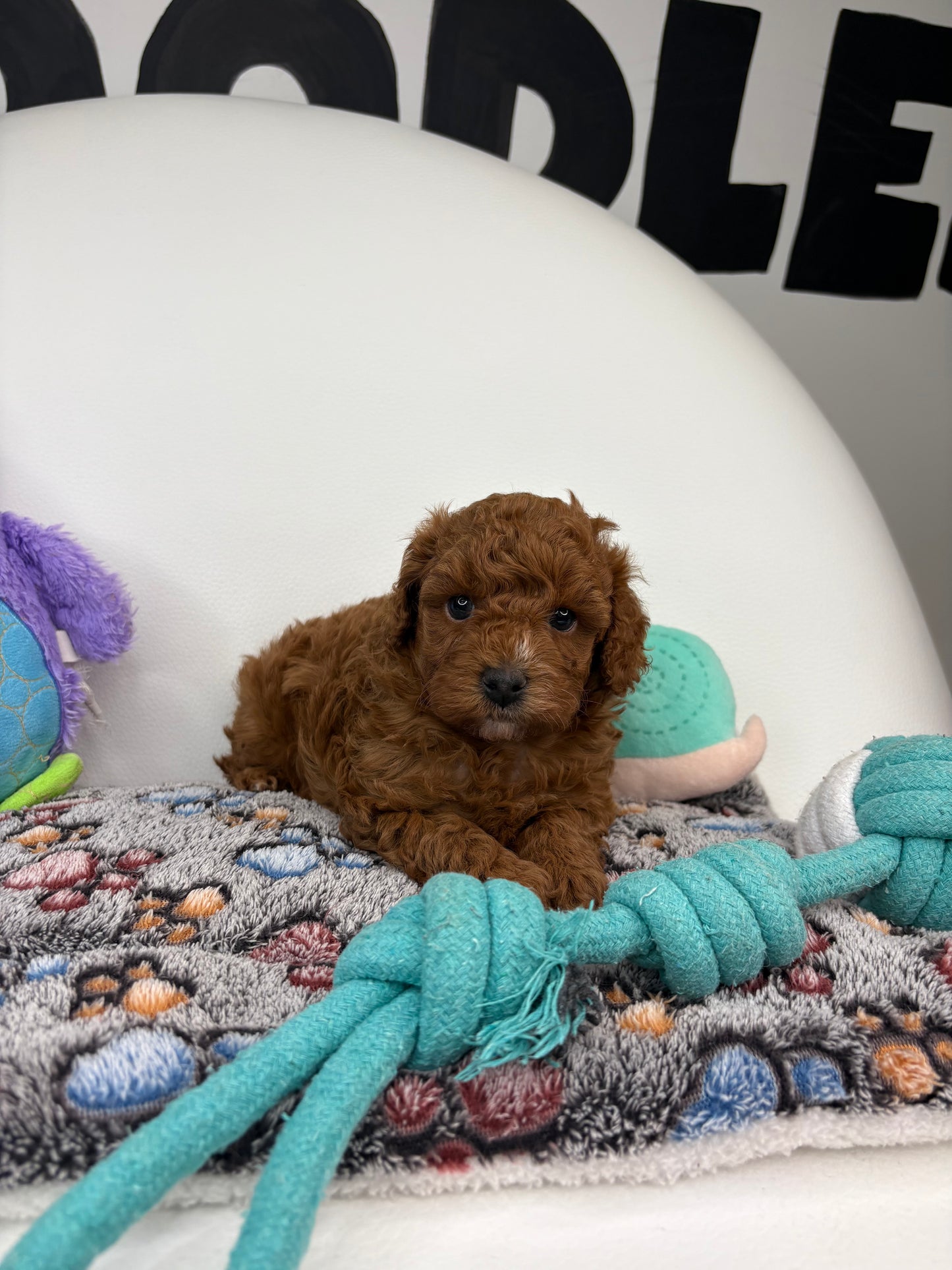 Gucci The Dark Red Male Miniture Poodle (Deposit Only, Please Read The Description Below‼️)