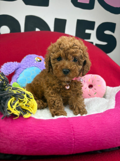 Red Male Teacup Poodle (Deposit Only‼️Please Read The Description Below‼️)