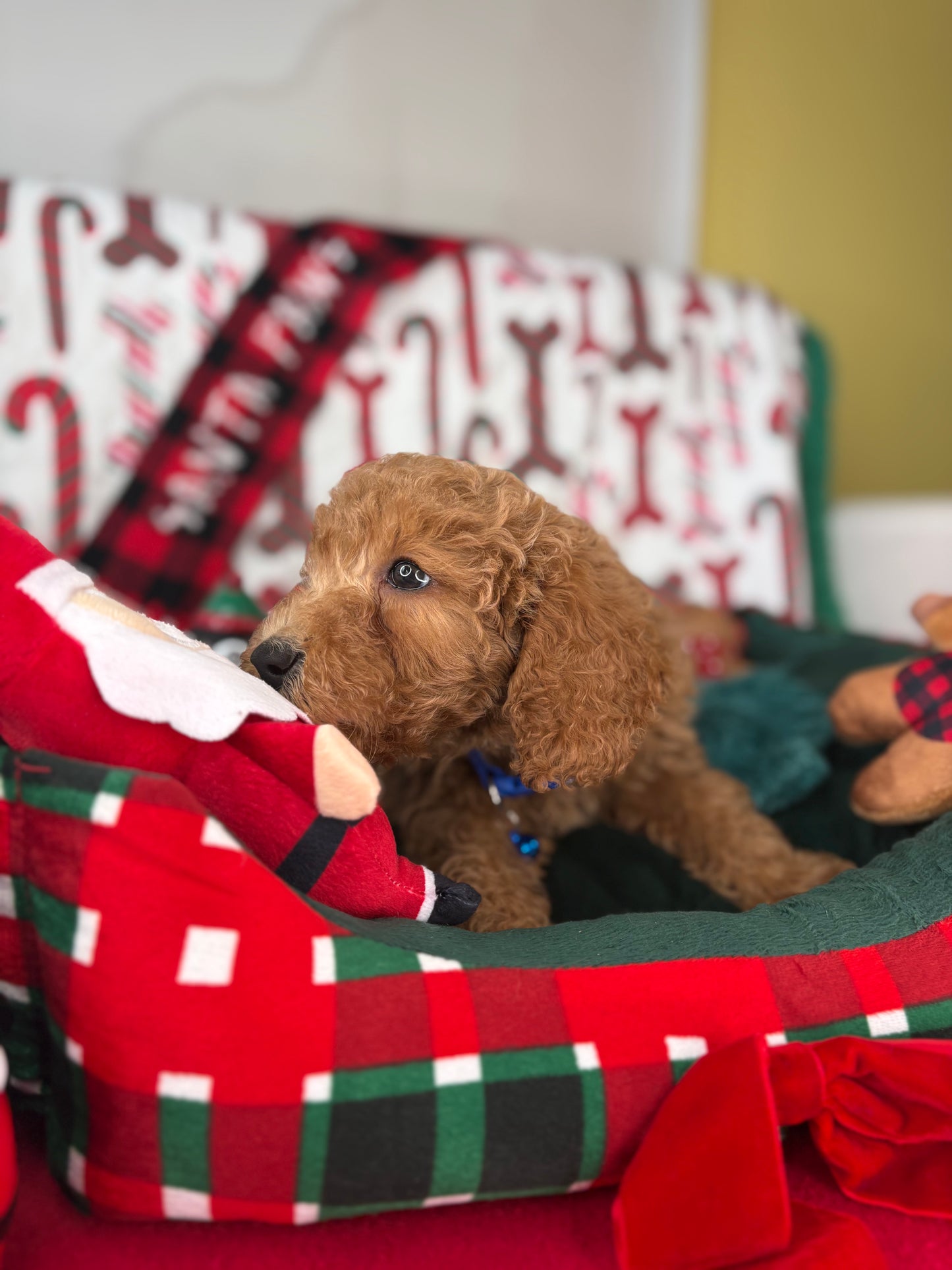 Apricot Male Miniature Poodle (Deposit Only ‼️ Please Read DESCRIPTION Below‼️)