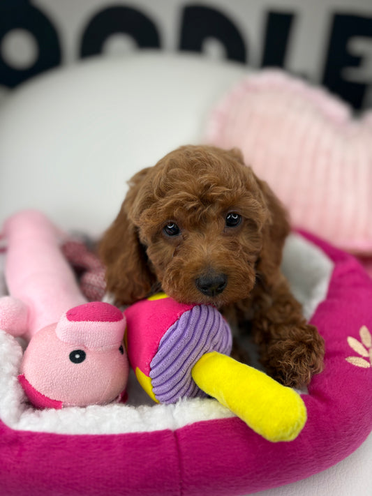 Red Male Miniature Poodle (Deposit Only ‼️ Please Read The DESCRIPTION Below‼️)