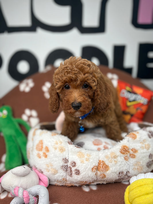 Red Female Miniature Poodle  (Deposit Only ‼️ Please Read The DESCRIPTION Below‼️)