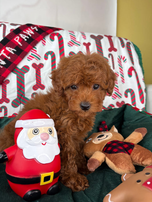 Dark Red Male Toy Poodle (Deposit Only ‼️ Please Read DESCRIPTION Below‼️)