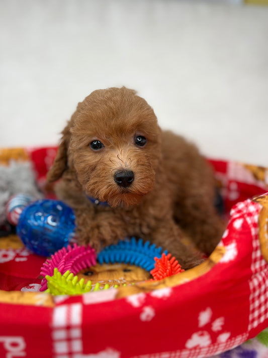 Female Apricot Toy Poodle (Deposit Only Please Read The DESCRIPTION Below‼️