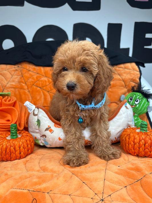 Apricot Male Toy Poodle (Deposit Only ‼️ Please Read DESCRIPTION Below‼️)