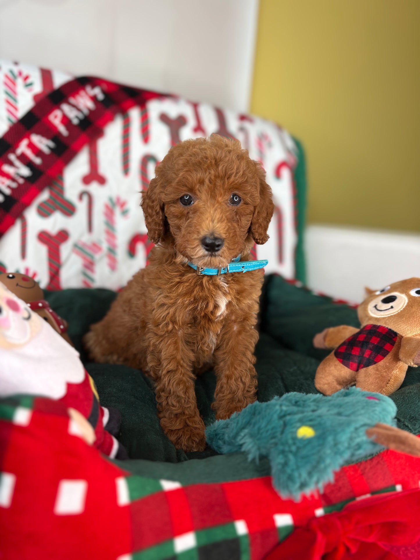 Red Female Toy Poodle (Deposit Only‼️Please Read The Description Below‼️)