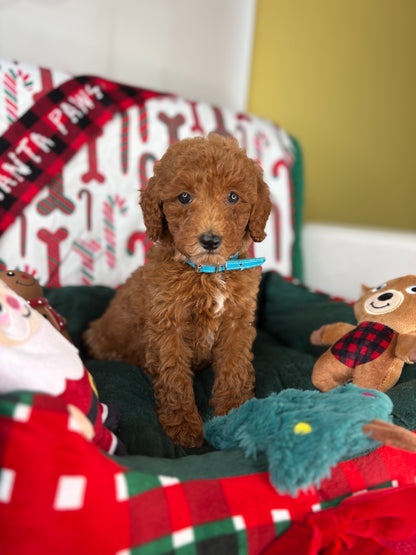 Red Female Toy Poodle (Deposit Only‼️Please Read The Description Below‼️)