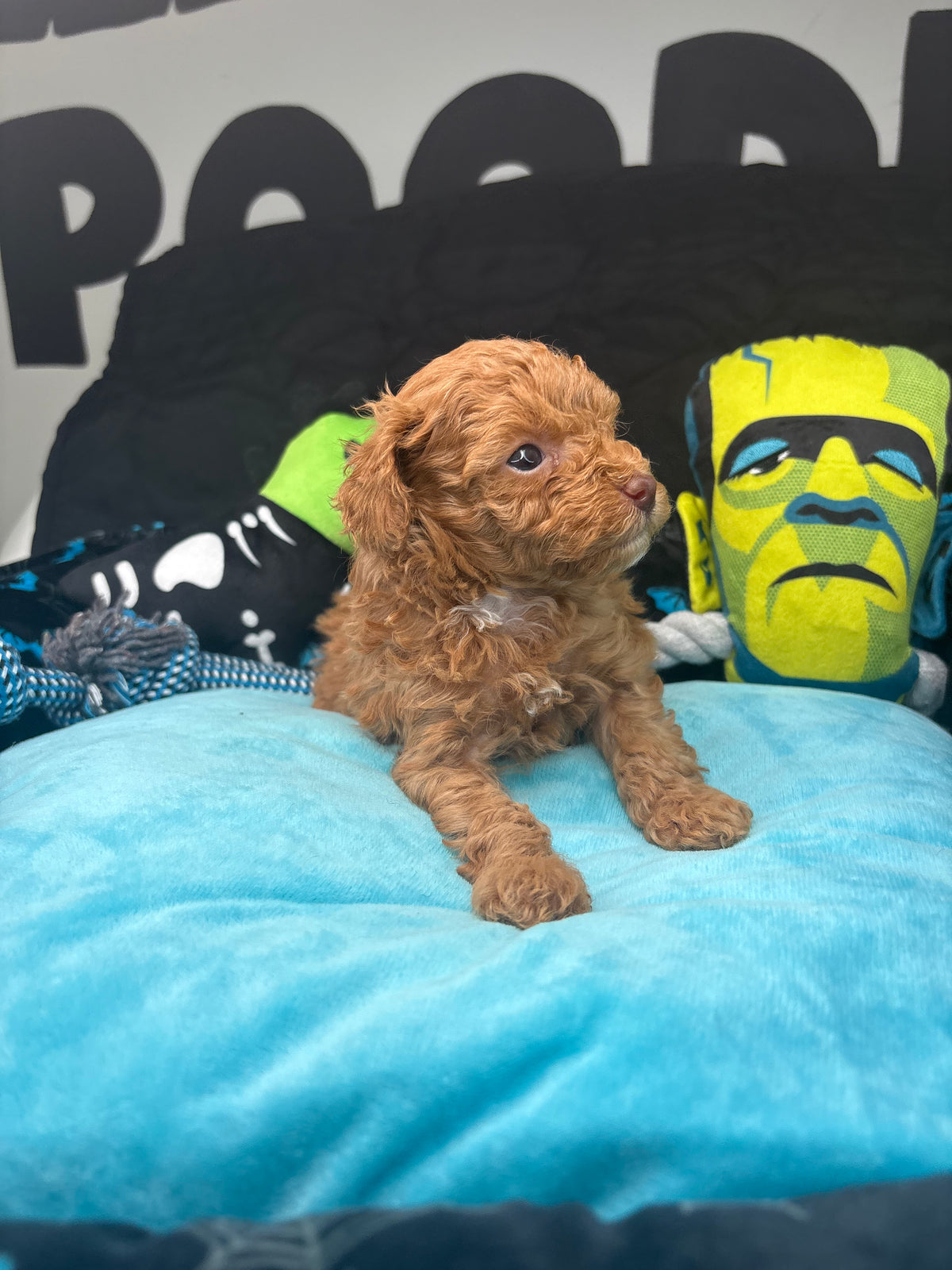 Angel The Female Teacup Poodle (Deposit Only‼️ Please Red The DESCRIPTION Below‼️)