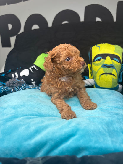 Angel The Female Teacup Poodle (Deposit Only‼️ Please Red The DESCRIPTION Below‼️)