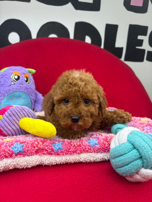 Dark Red Male Miniture Poodle (Deposit Only, Please Read The Description Below‼️)