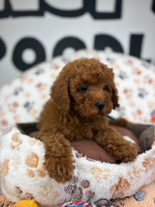 Red Female Toy Poodle ‼️ (Deposit Only Please Read The DESCRIPTION Below‼️