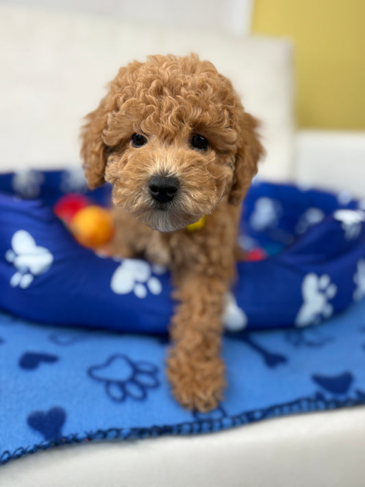 Red And White Male Toy Poodle (Deposit Only‼️Please Read The Description Below‼️)