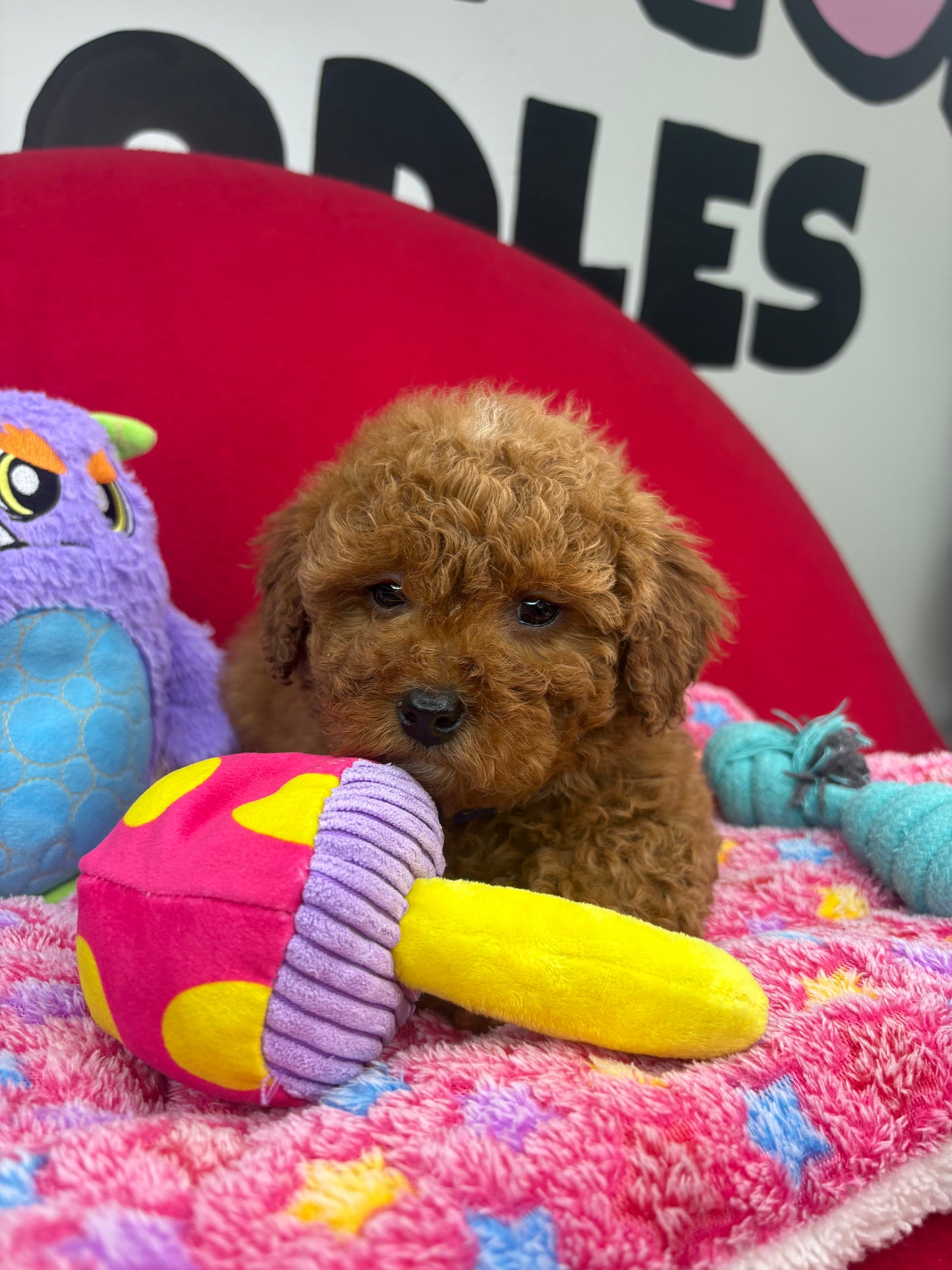 Dark Red Male Miniture Poodle (Deposit Only, Please Read The Description Below‼️)