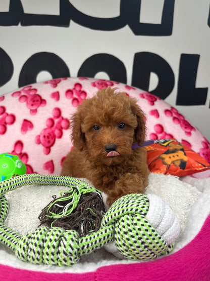 Red Male Toy Poodle 🐩 (Deposit Only‼️Please Read The Description Below‼️)