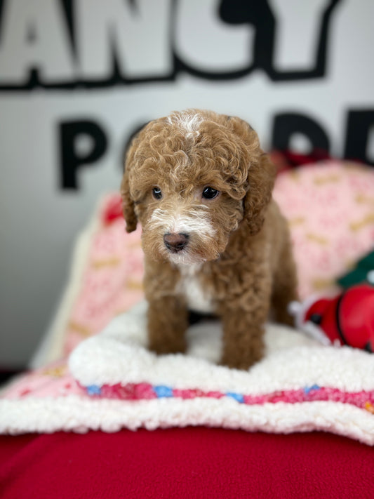 Red And White Male Toy Poodle (Deposit Only ‼️ Please Read DESCRIPTION Below‼️)