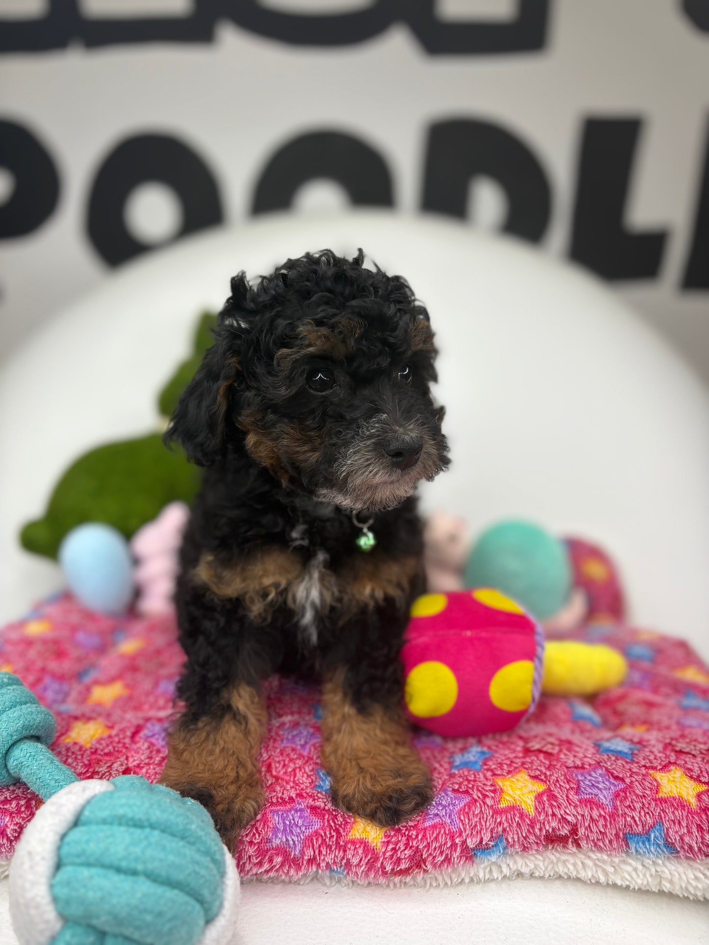 Red Phantom Male Toy Poodle (Deposit Only‼️Please Read The Description Below‼️)