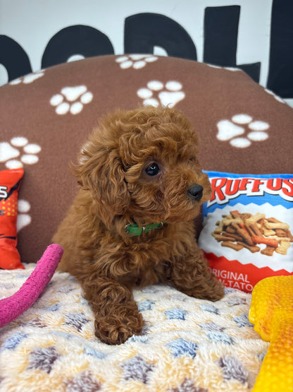 Dark Red Male Toy Poodle 🐩 (Deposit Only‼️Please Read The Description Below‼️)