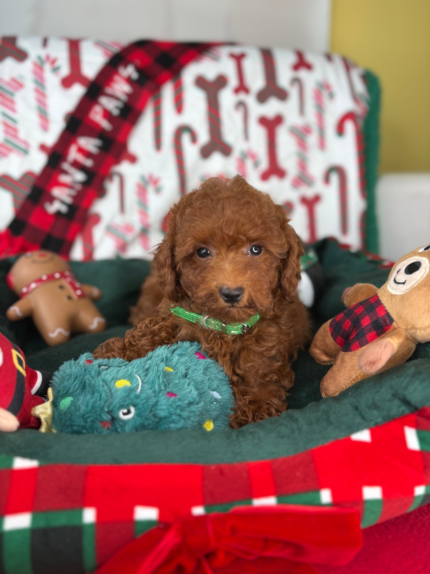 Dark Red Female Toy Poodle ( Deposit Only, Please Read The DESCRIPTION Below‼️)