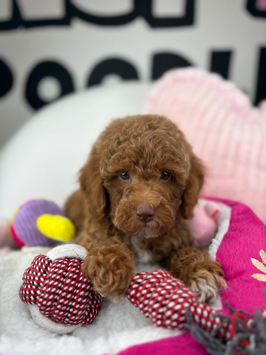 Red Male Miniture Poodle (Deposit Only, Please Read The Description Below‼️)