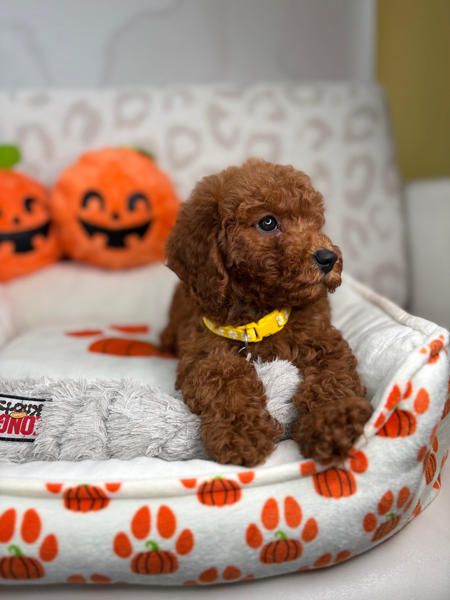 Red Female Miniature Poodle ( Deposit Only, Please Read The DESCRIPTION Below‼️)