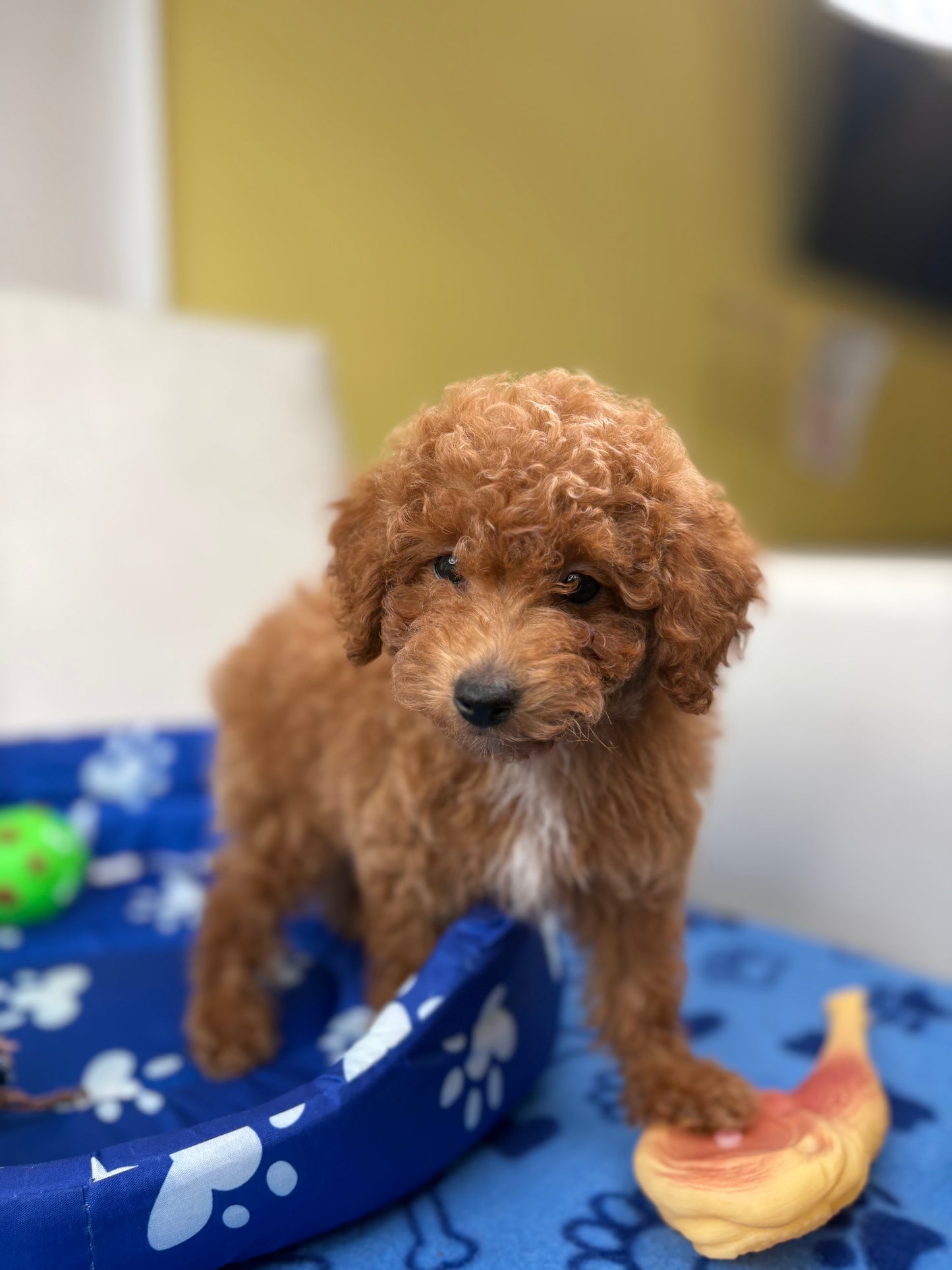 Female Toy Poodle ( Deposit Only, Please Read The DESCRIPTION Below‼️)