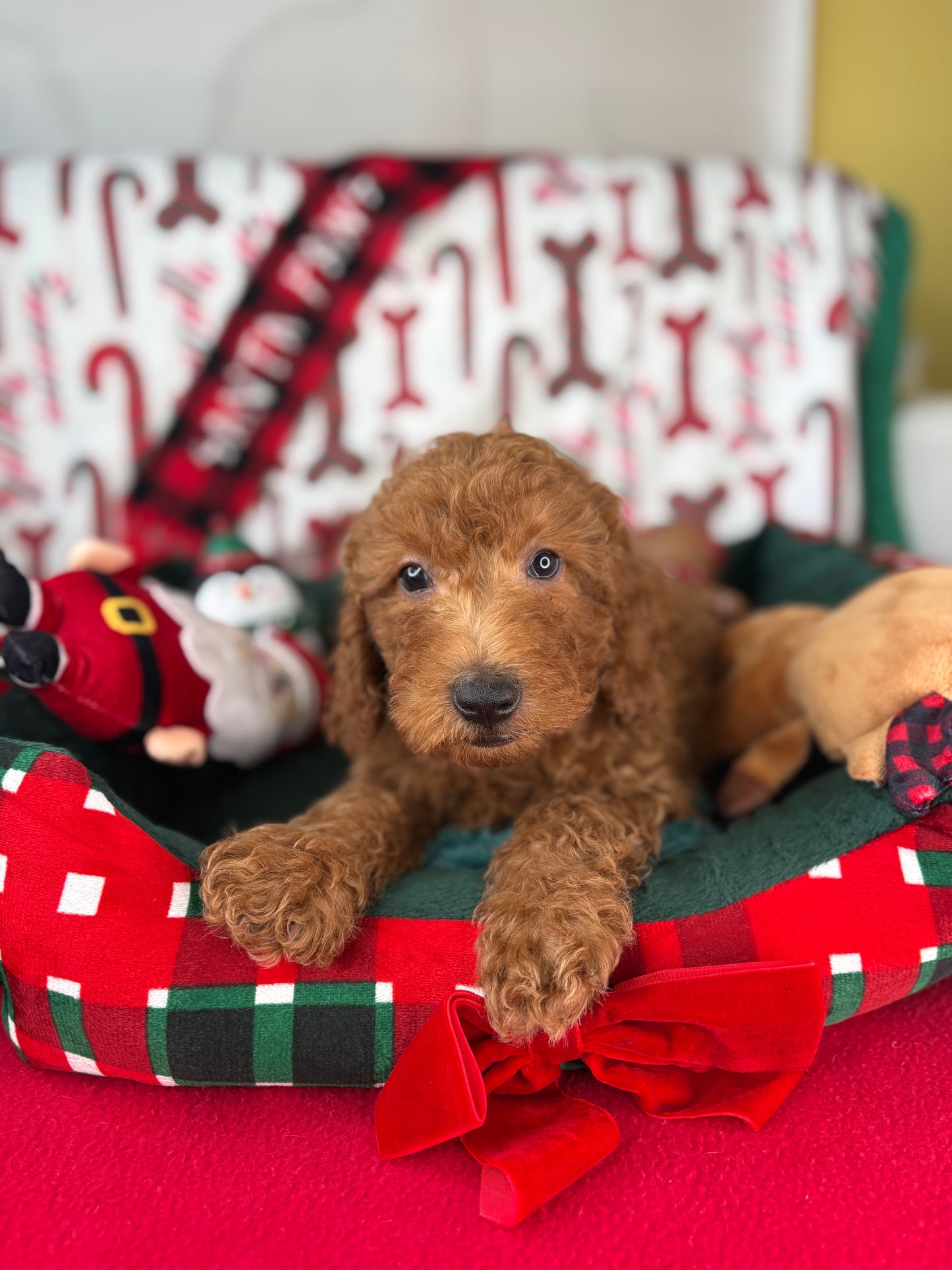 Red Male Miniature Poodle (Deposit Only ‼️ Please Read The DESCRIPTION Below‼️)