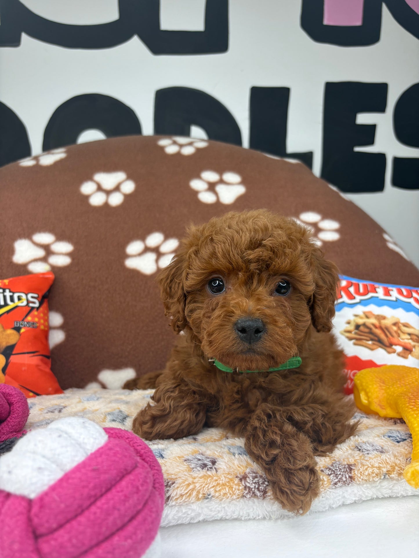 Dark Red Male Toy Poodle (Deposit Only‼️Please Read The Description Below‼️)
