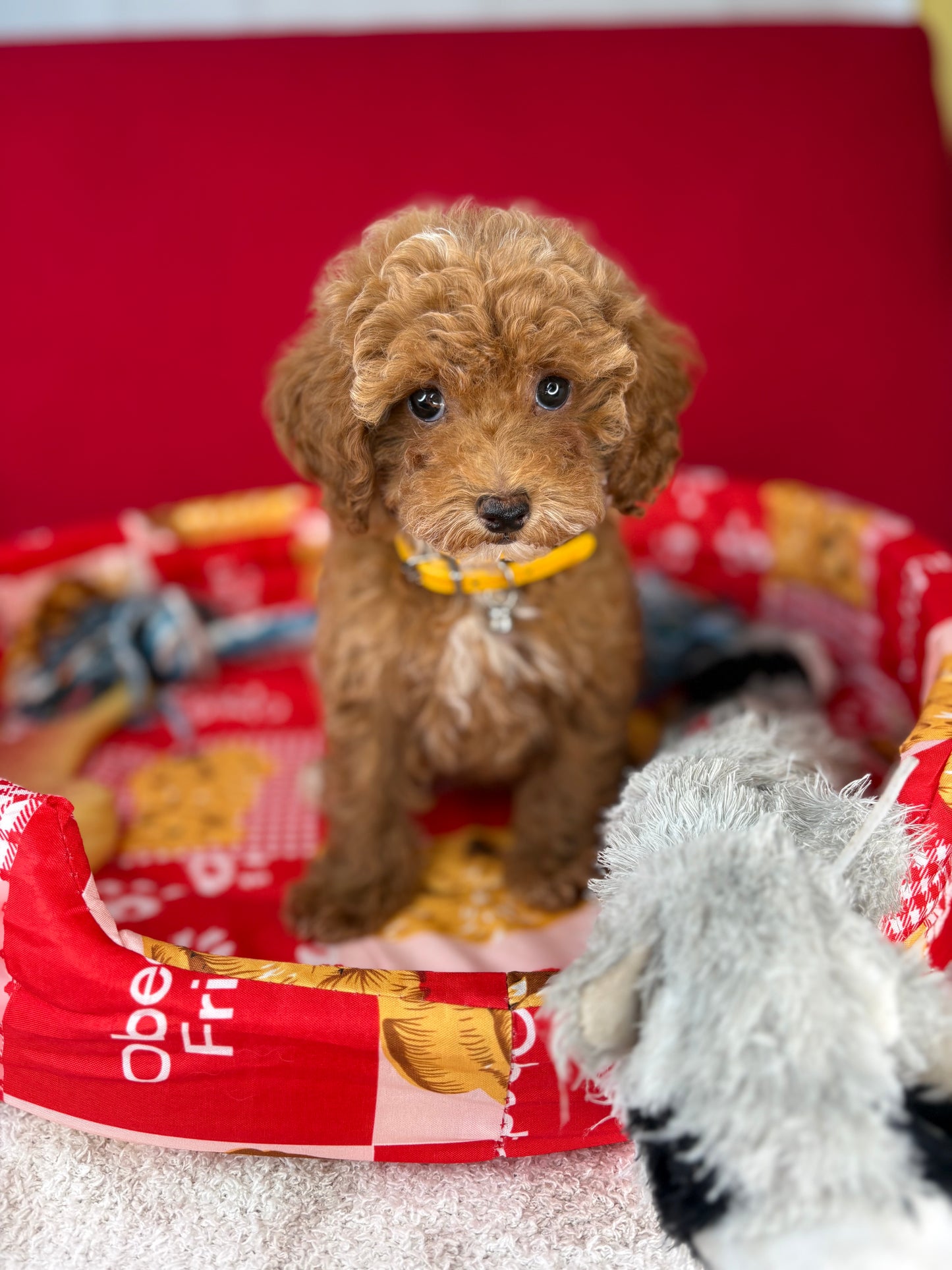 Red And White Female Teacup Poodle (Deposit Only‼️Please Read The Description Below‼️)
