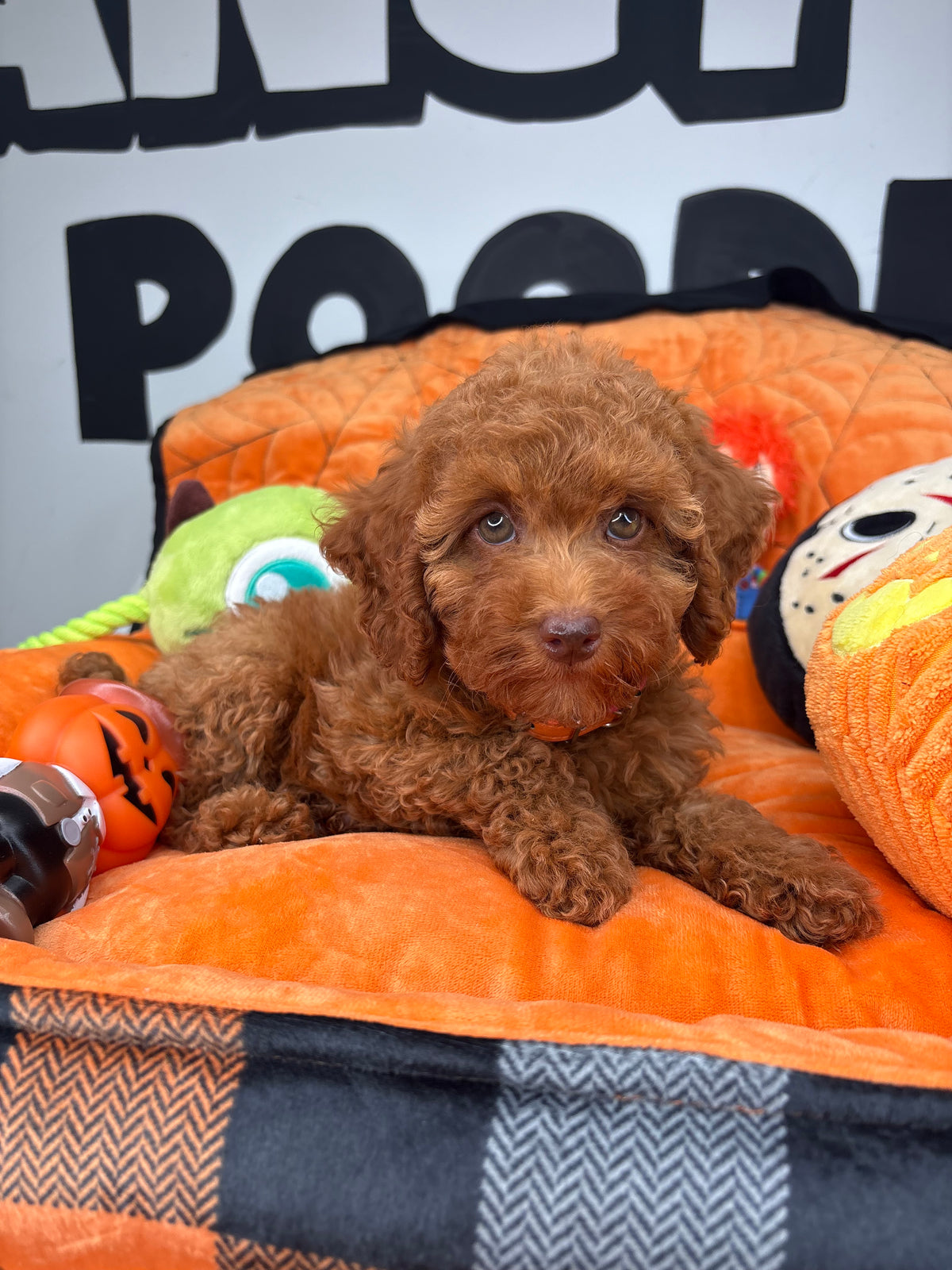 Red Female (Red Nose) Toy Poodle (Deposit Only ‼️ Please Read DESCRIPTION Below‼️)