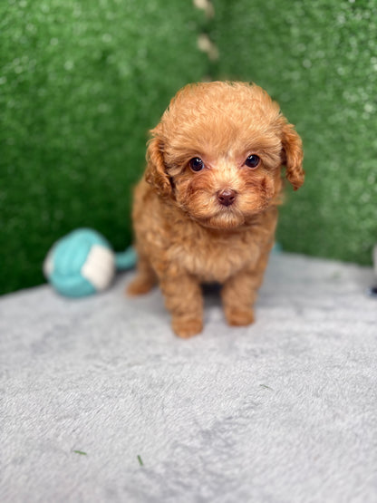 Paisley The Micro Poodle (Deposit Only ‼️‼️ Please DESCRIPTION Read Below‼️)