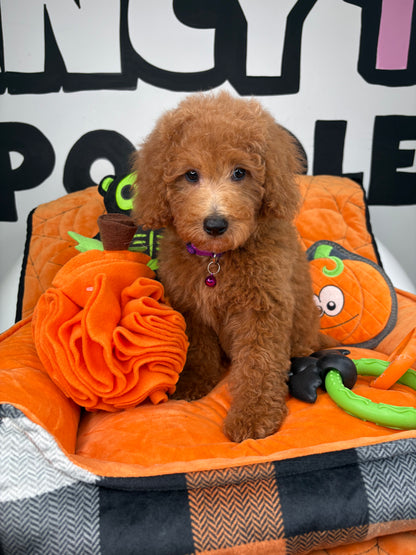 Apricot Female Miniature Poodle (Deposit Only ‼️ Please Read The DESCRIPTION Below‼️)