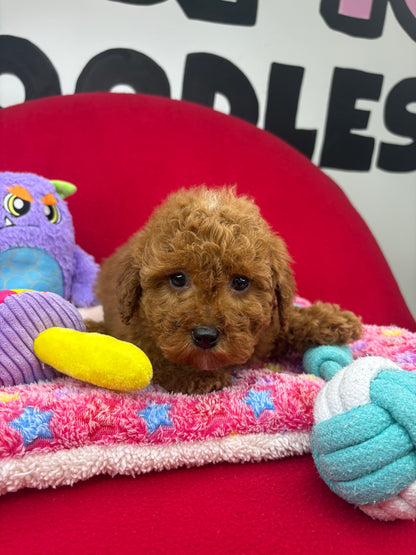 Dark Red Male Miniture Poodle (Deposit Only, Please Read The Description Below‼️)