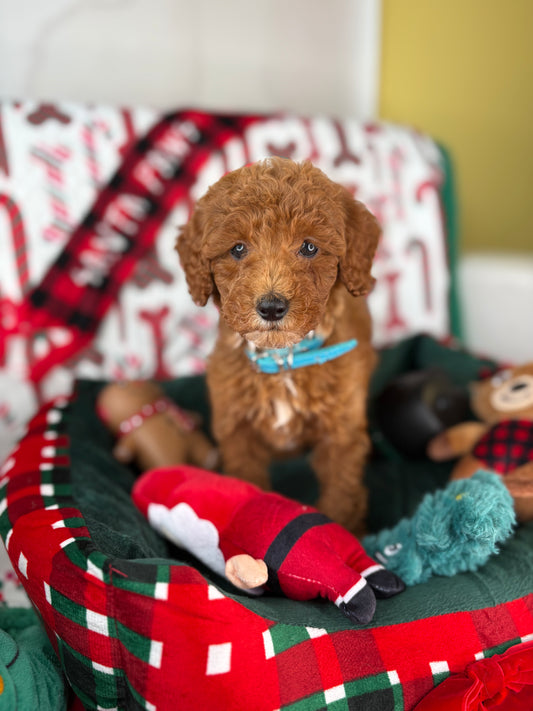 Red Female Toy Poodle (Deposit Only‼️Please Read The Description Below‼️)