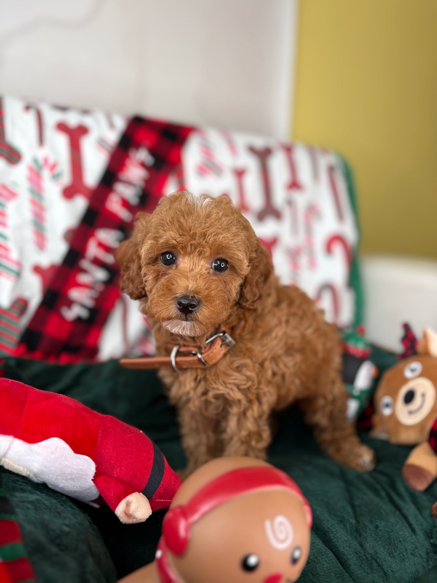 Red Female Toy Poodle (Deposit Only‼️ Please Read The Description Below‼️)