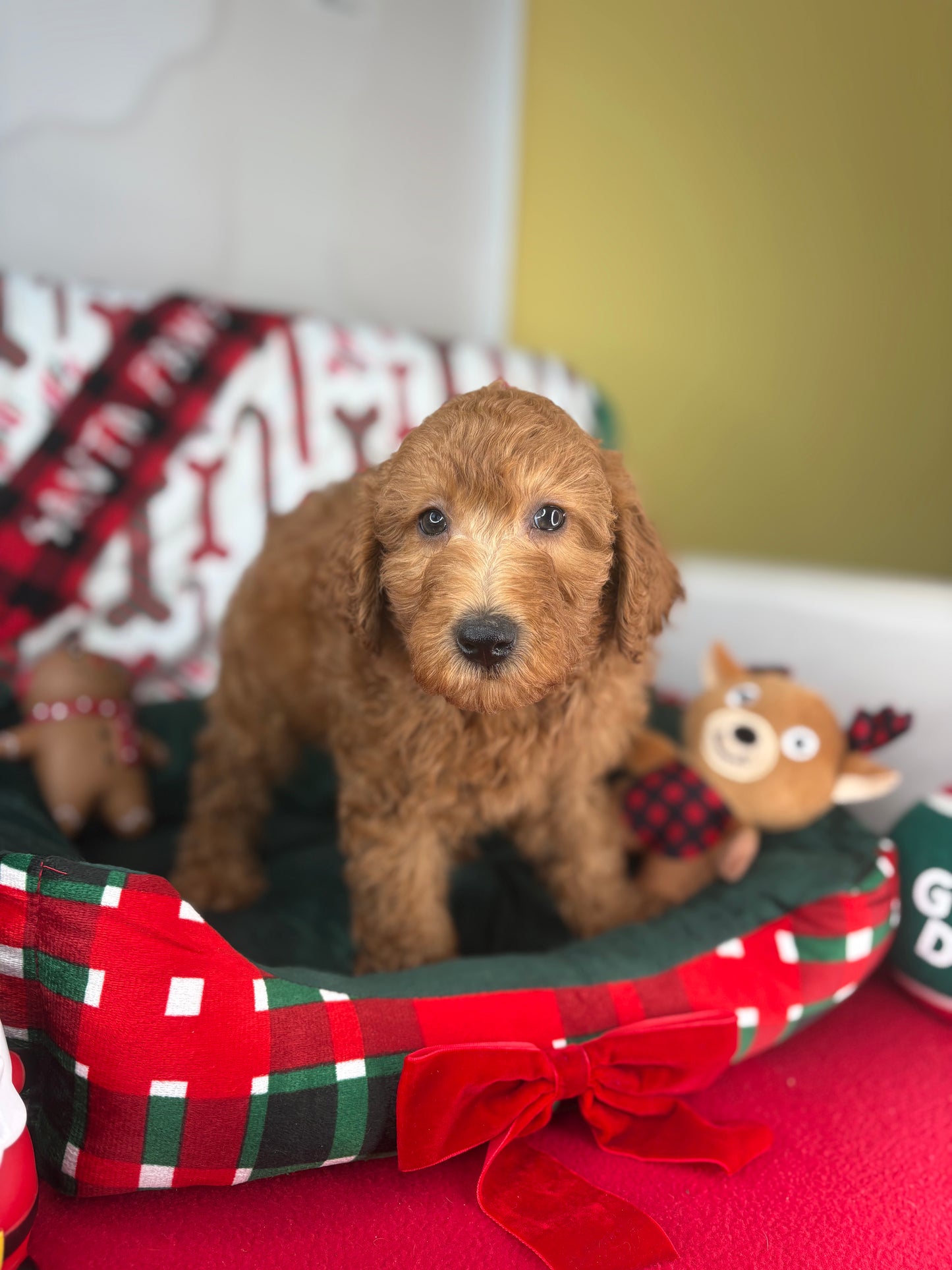 Red Male Miniature Poodle PROMOTION Pup (Deposit Only ‼️Please Read The DESCRIPTION Below‼️)