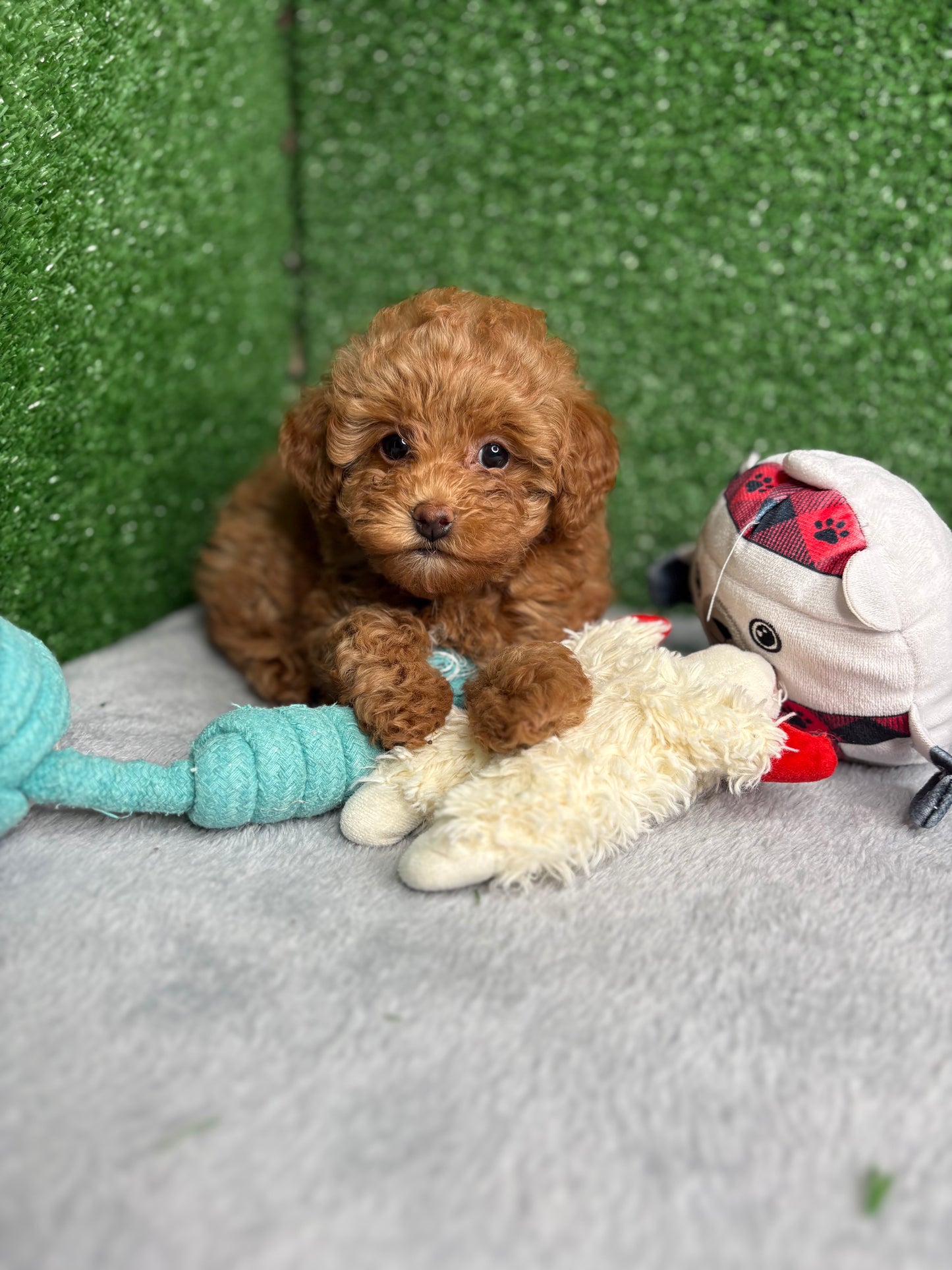 Bailey The Apricot Micro Poodle 🐩 (Deposit Only ‼️Please Read The Description Below‼️)