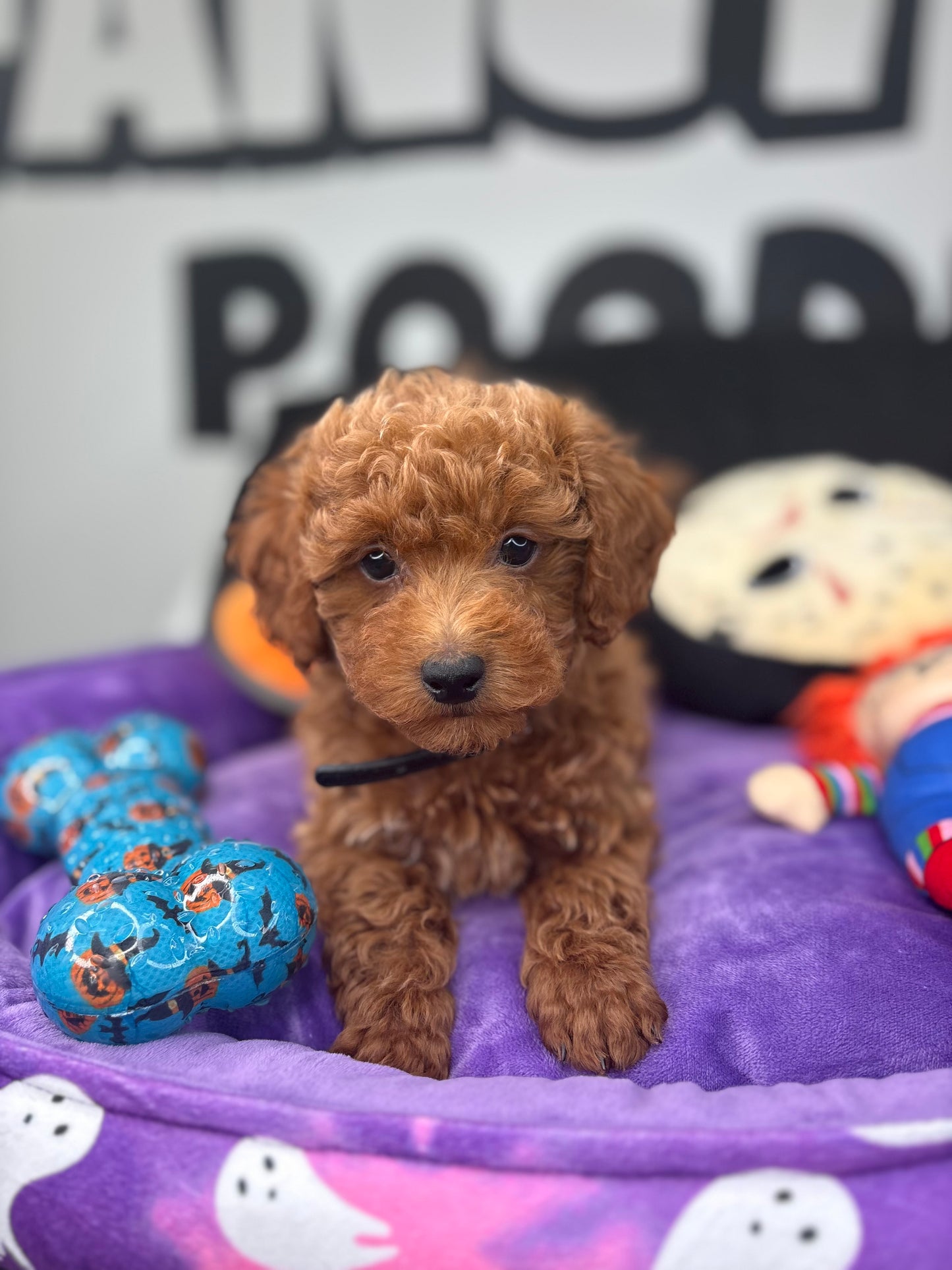 Red Male Teacup Poodle 🐩(Deposit Only ‼️ Please Read The DESCRIPTION Below‼️)