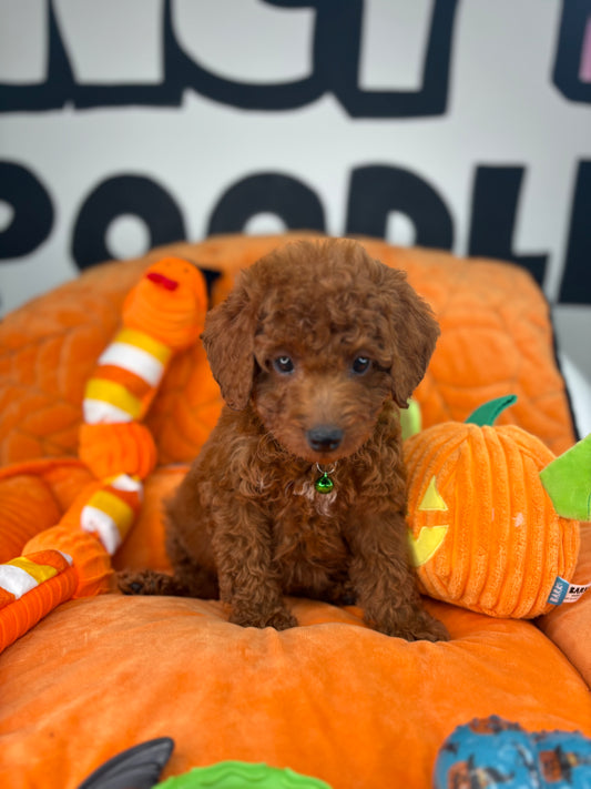 Red Male Toy Poodle 🐩 ‼️(Deposit Only, Please Read The Description Below‼️)