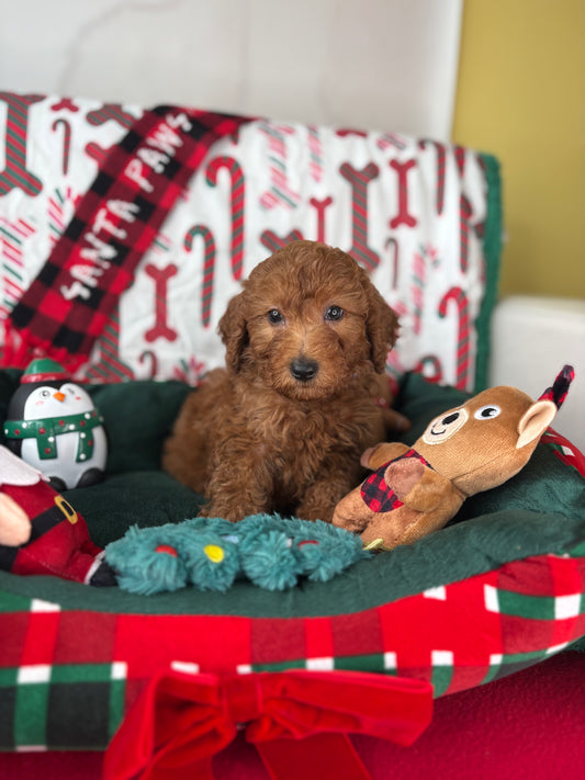 Red Male Miniature Poodle  (Deposit Only ‼️ Please Read The DESCRIPTION Below‼️)