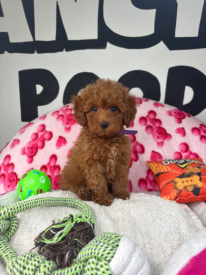 Red Male Toy Poodle 🐩 (Deposit Only‼️Please Read The Description Below‼️)