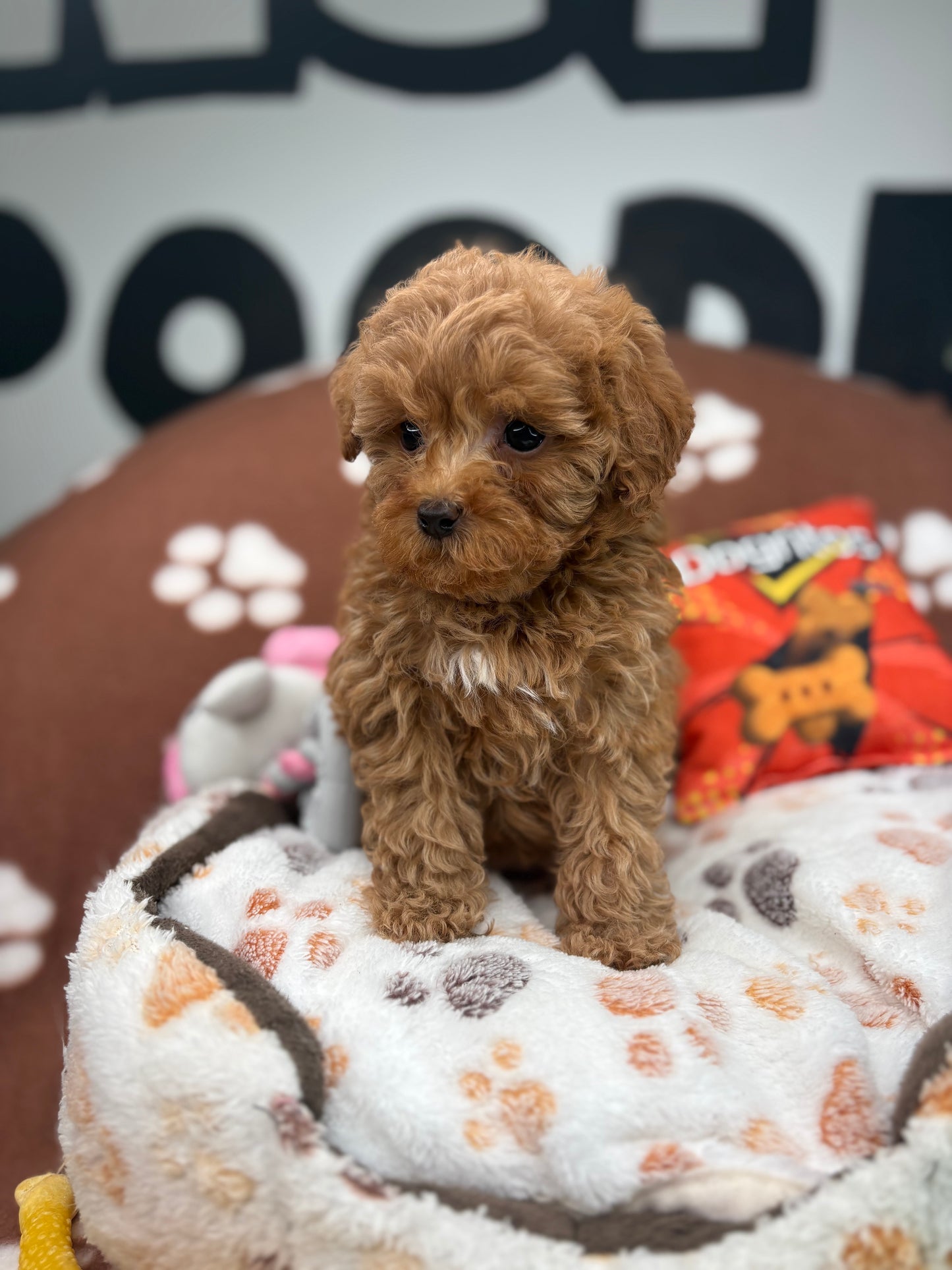 Red Male Teacup Poodle (Deposit Only‼️Please Read The Description Below‼️)