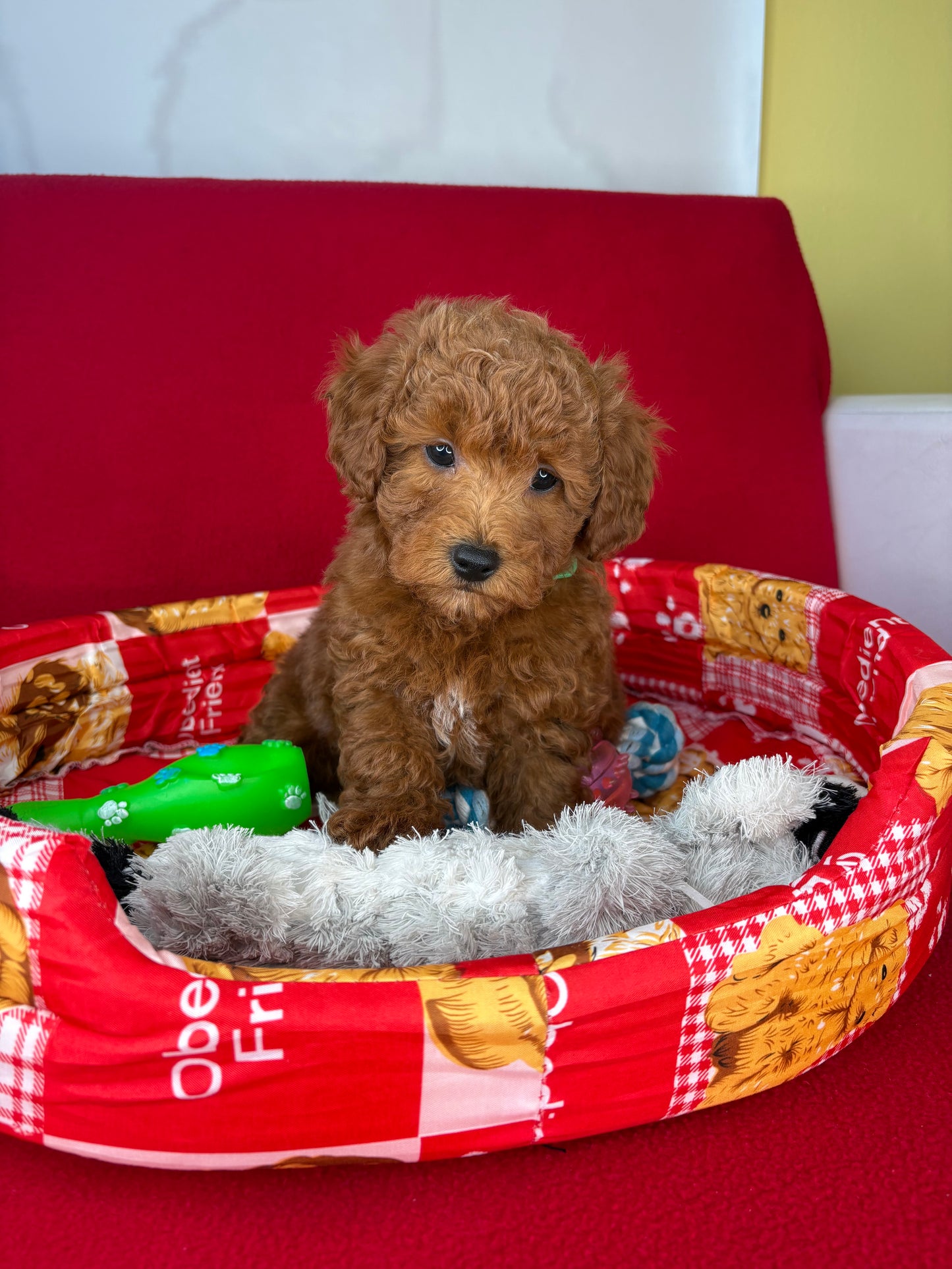 Red Male Toy Poodle 🐩 (Deposit Only‼️Please Read The Description Below‼️)